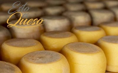 Todo lo que debes saber de los Quesos Españoles